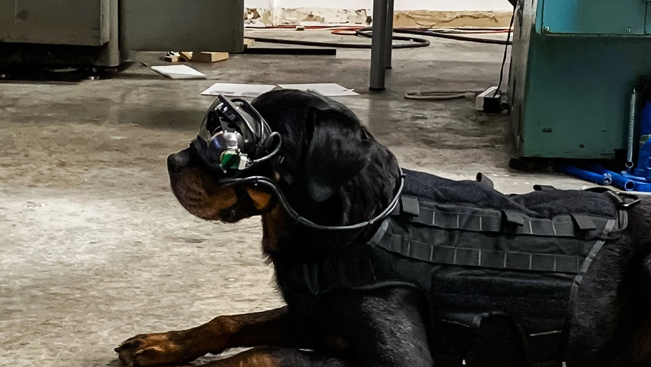 Армия США работает над очками AR для военных собак