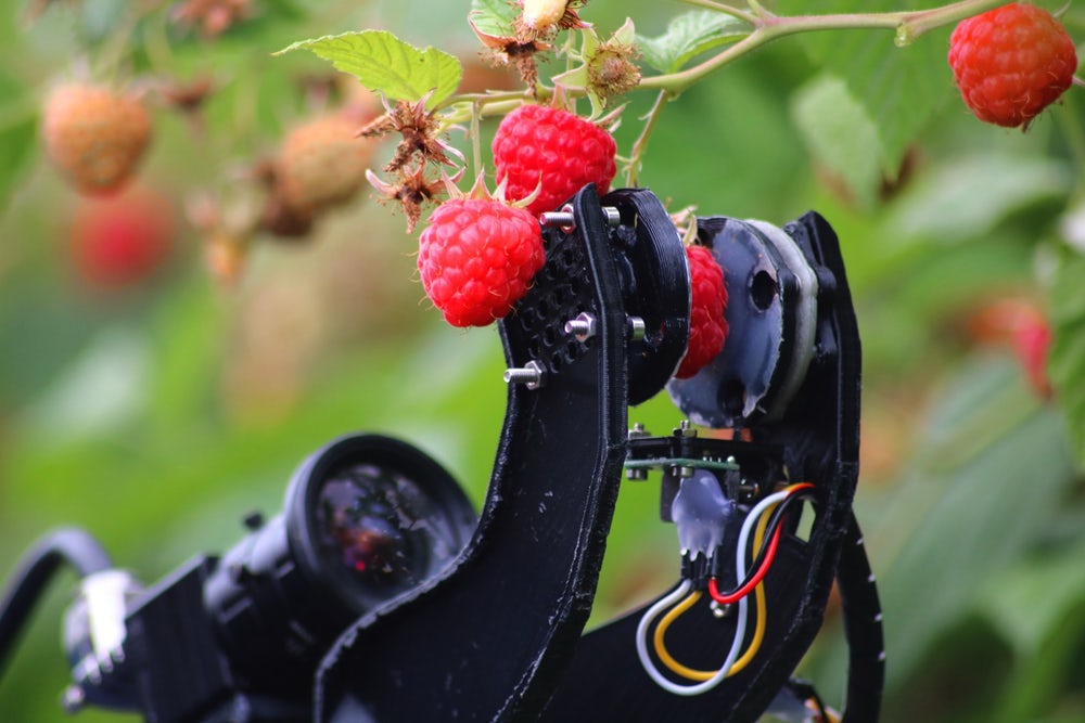Робот Fieldwork Robotics для сбора малины