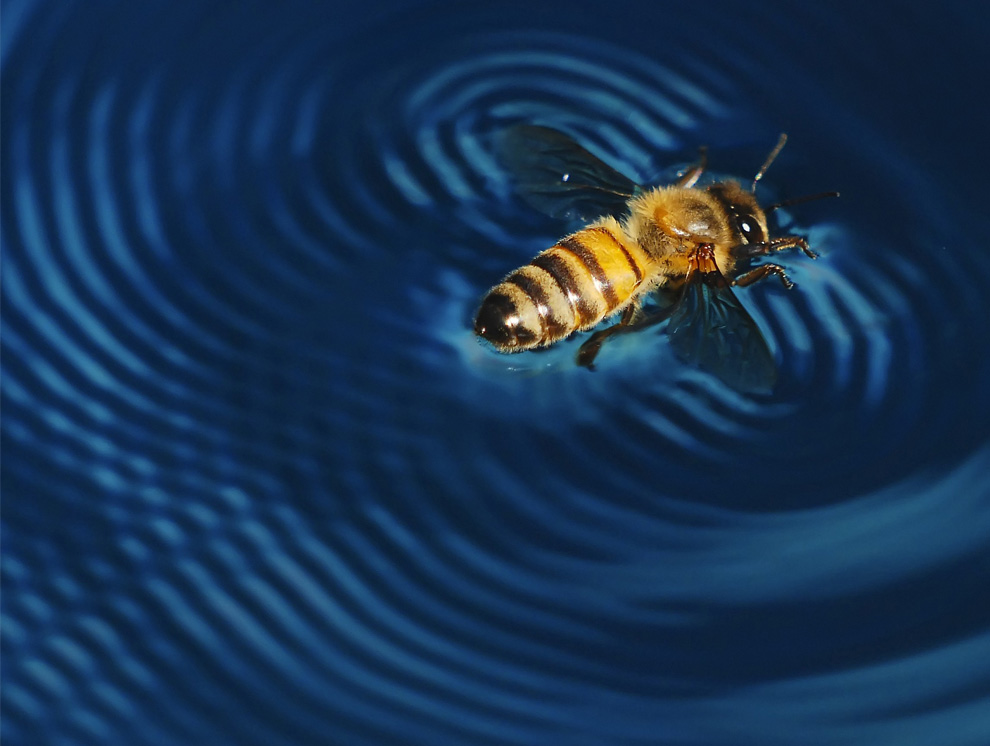 Движения пчел могут послужить основой для новых роботов