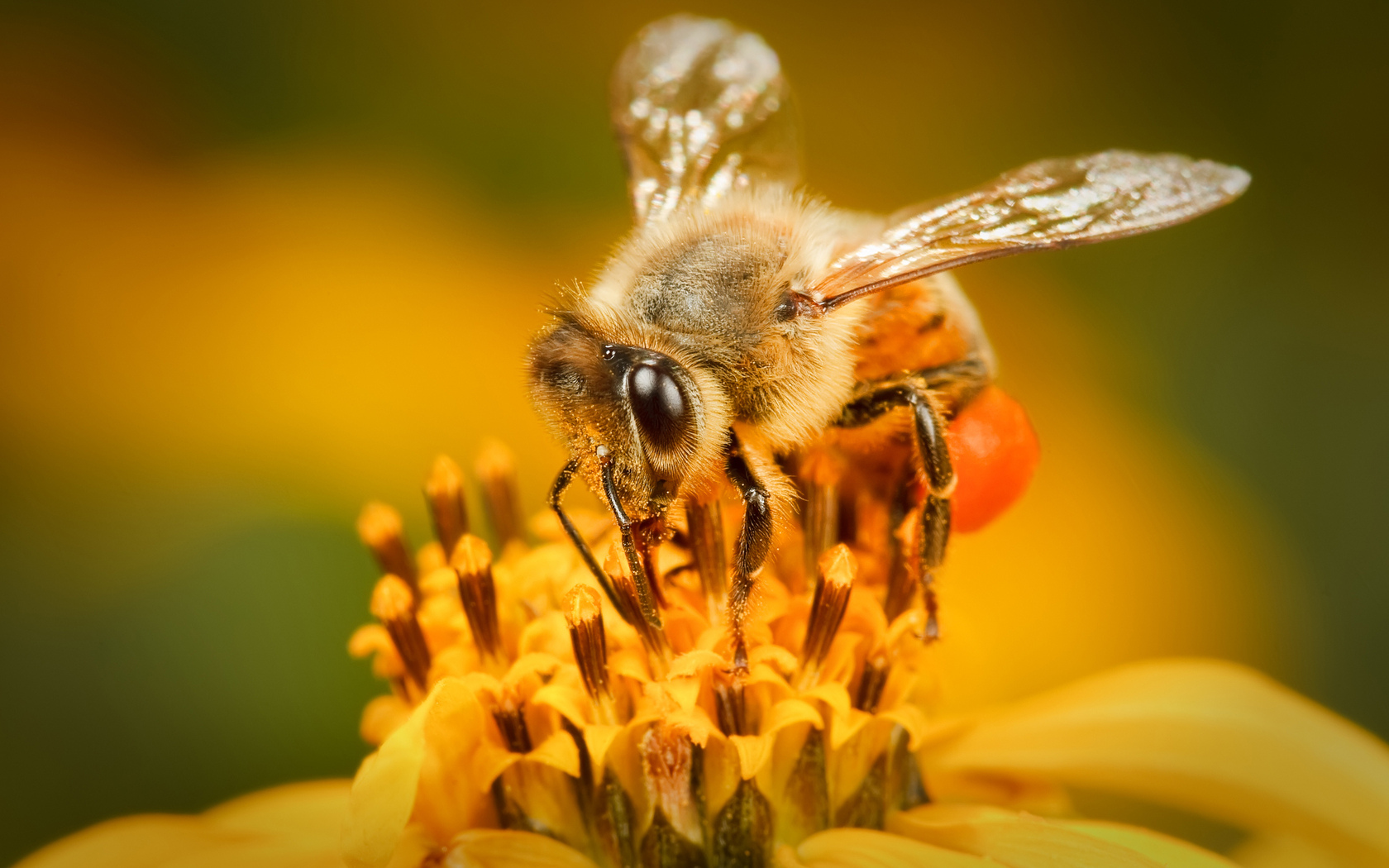 Технология исследования пчел