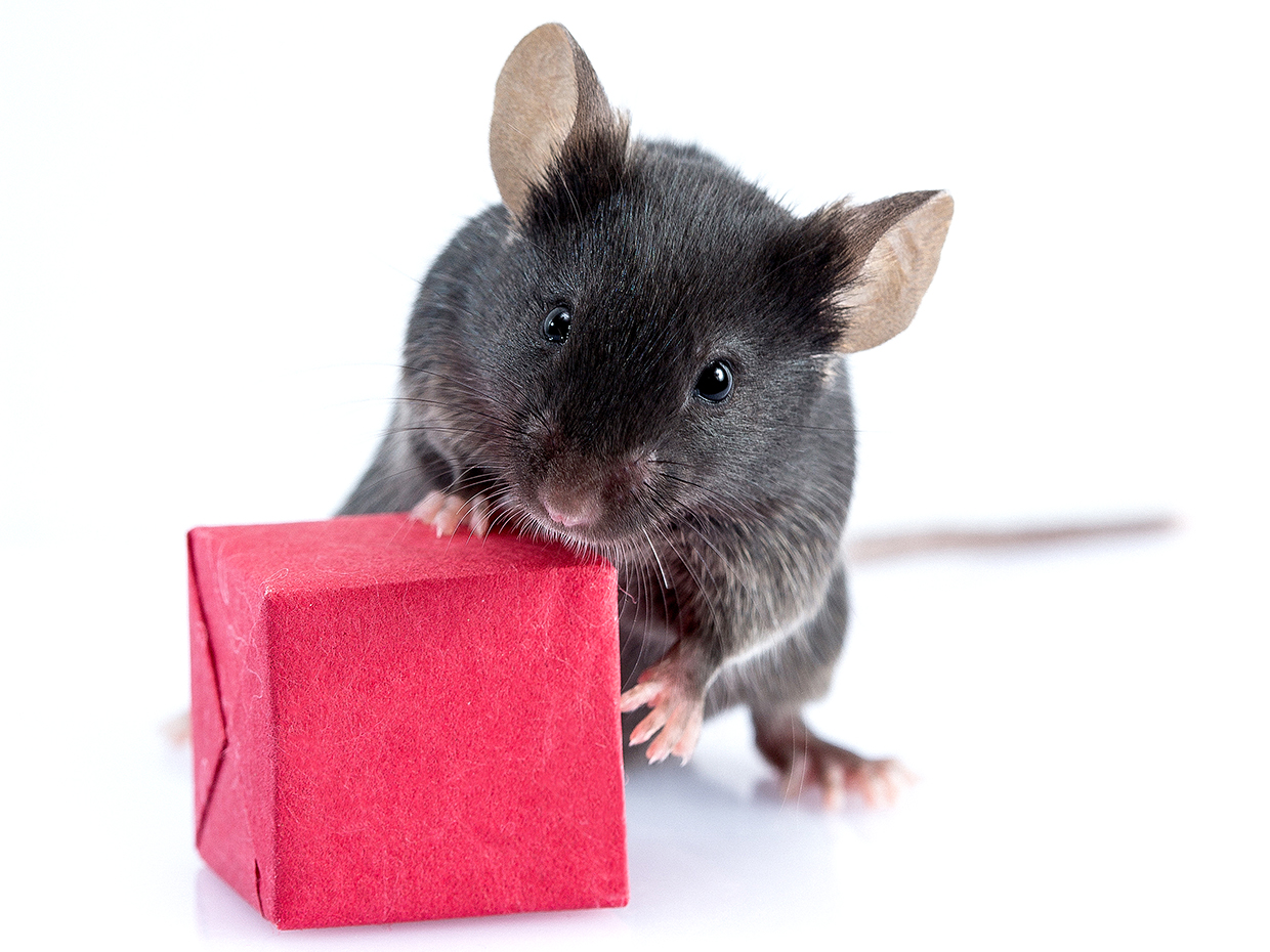 Исследователи направляют мышей через лабиринт с стимуляцией мозга