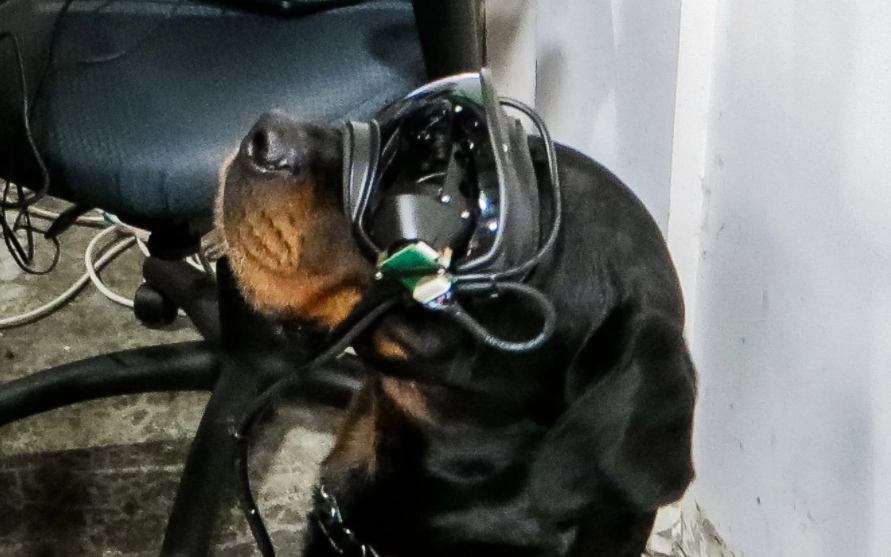 Армия США работает над очками AR для военных собак