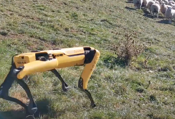 Дистанционно управляемый робот Spot пасет овец в Новой Зеландии