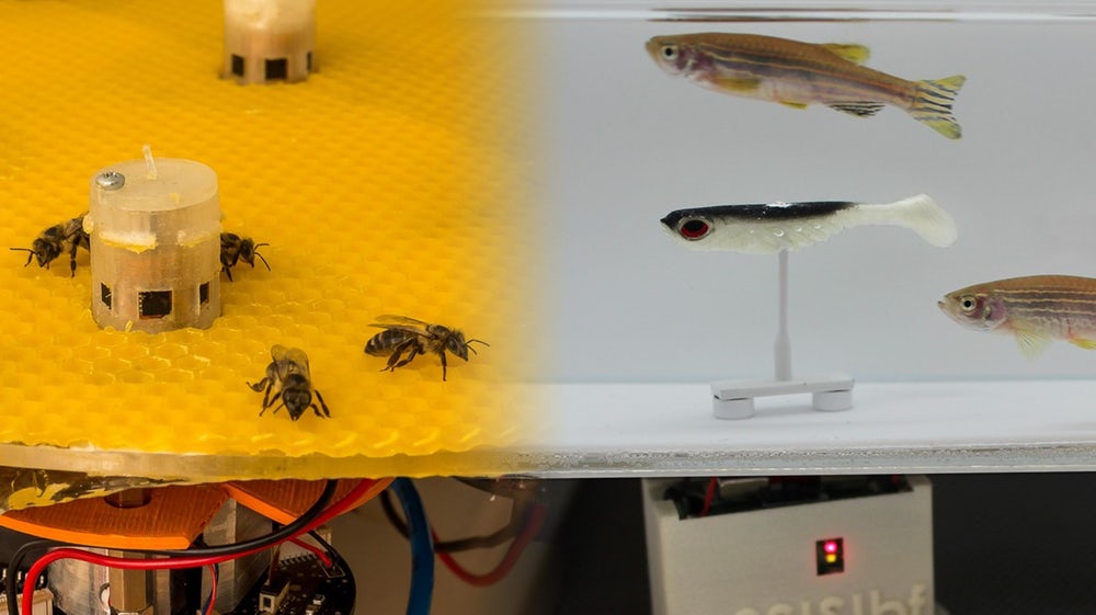 Общение пчел и рыб с помощью роботов