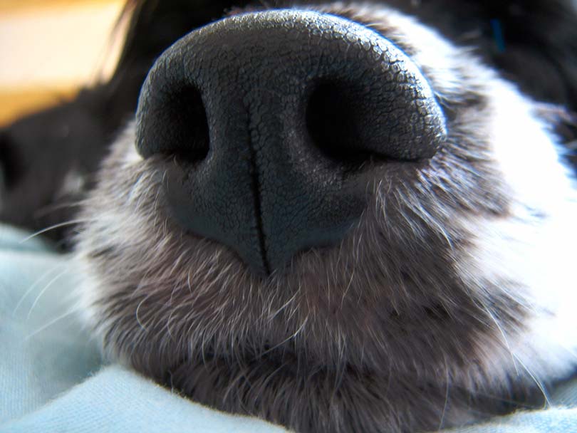 Прототип роботизированного собачьего носа