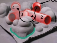 Команда исследователей разработала надувных роботов для применения в больницах