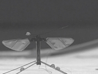 Robo Bee