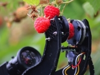 Fieldwork Robotics для сбора малины