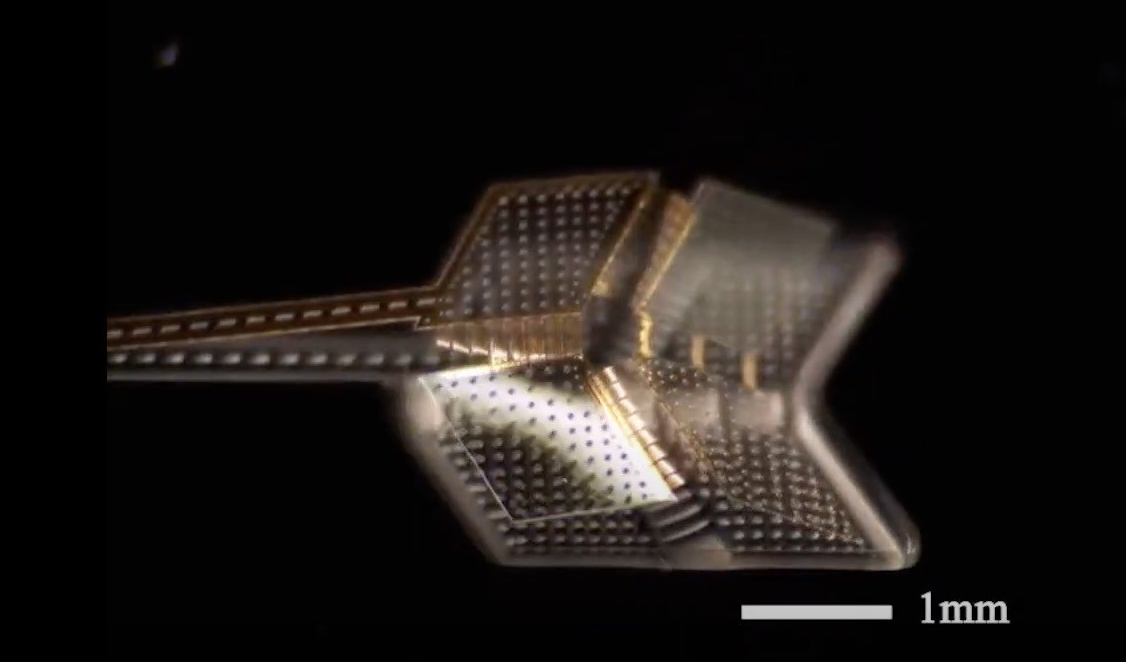 Складные микроботы вдохновленные оригами могут выполнять некоторые задачи если их нагреть