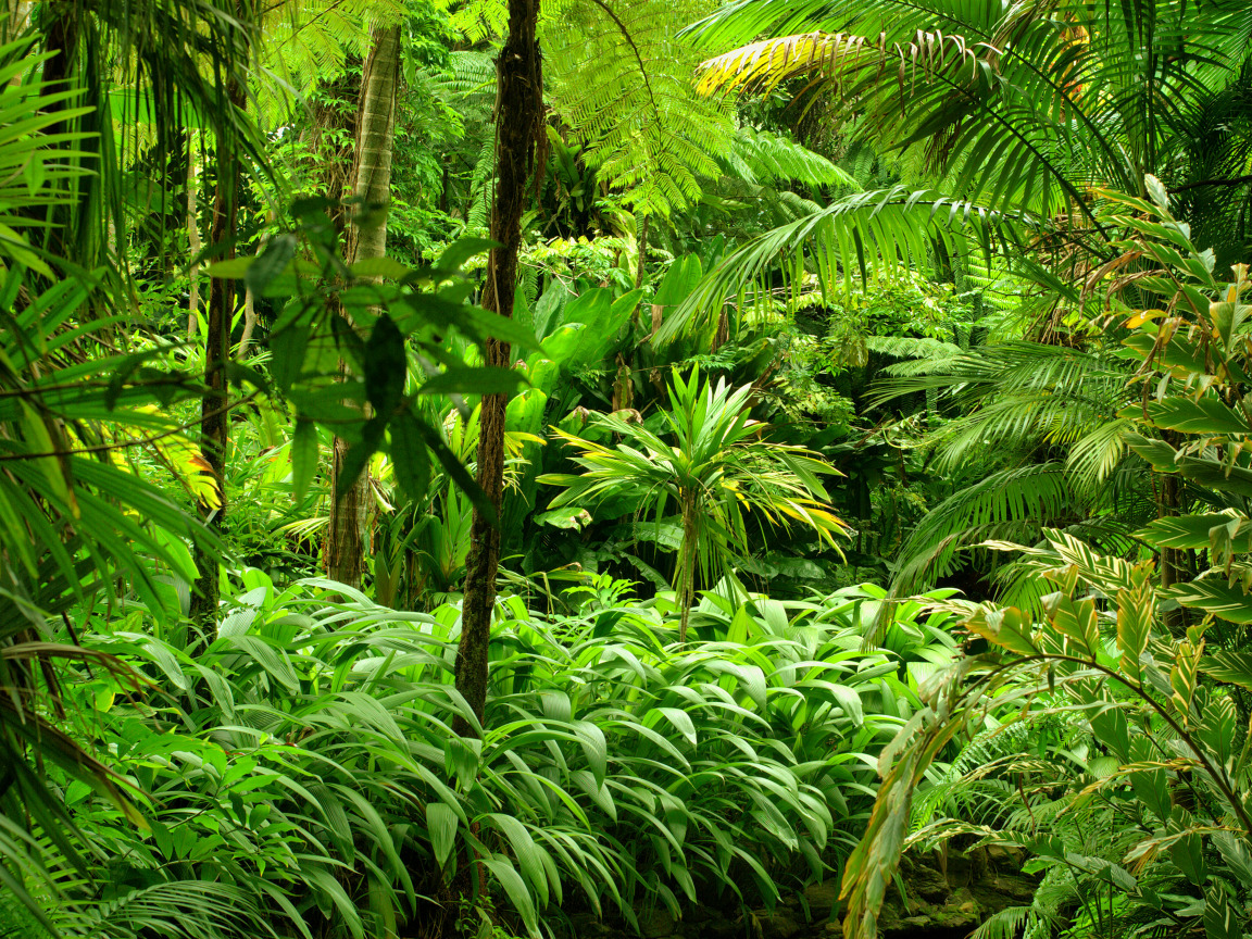 Сохранение тропических лесов