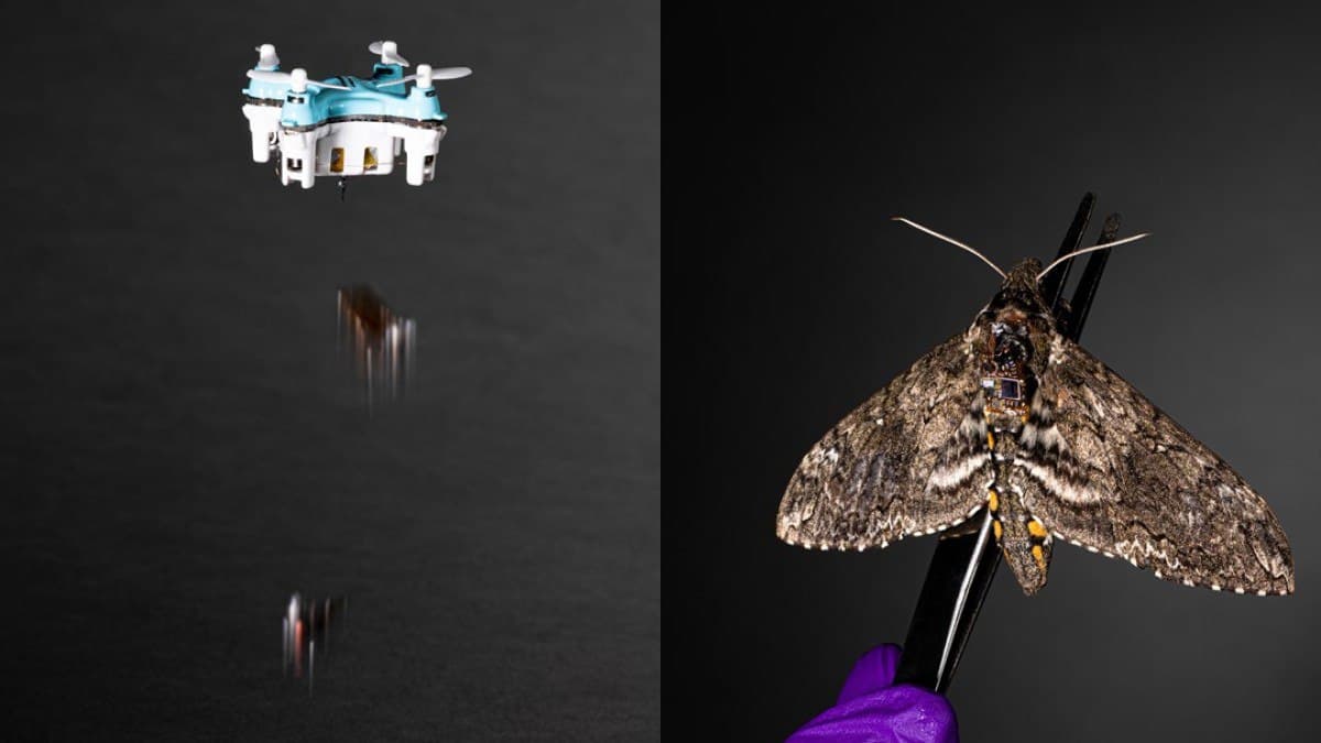 Представлена крошечная сенсорная система способная переноситься при помощи дронов и насекомых