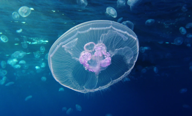 Представлен подобный медузе робот способный двигаться максимально быстро