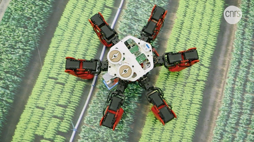 Вдохновленный муравьями бродячий робот избегает GPS